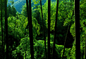 百竹園