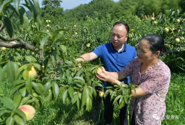 神山村村民彭夏英（右）在自家的黃桃果園內查看黃桃生長情況
