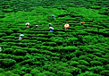 石姬茶園