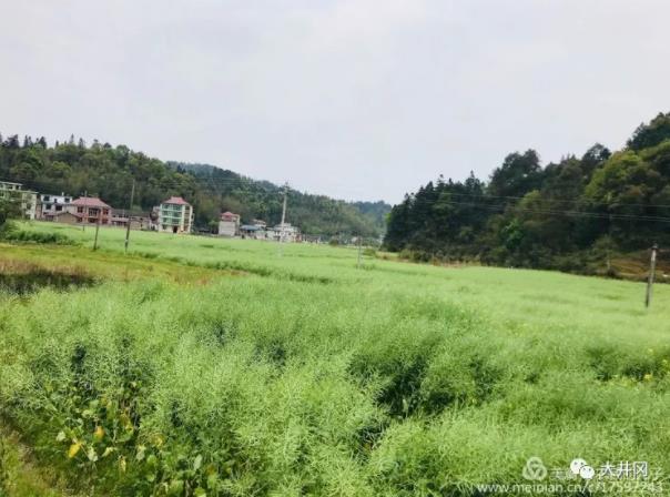 井岡山荷花鄉