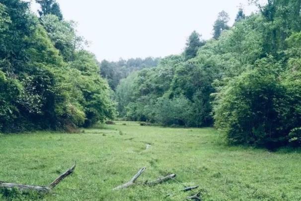 井岡山荷花鄉