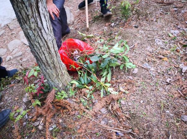 來井岡山旅游避免破壞野生植物資源