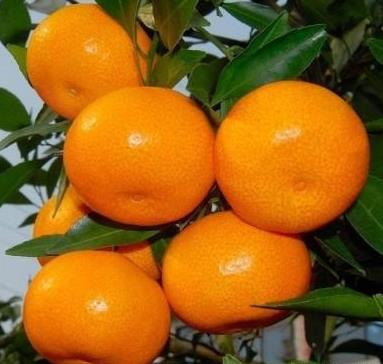 新余蜜桔
