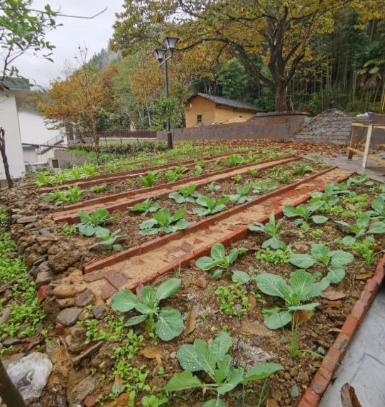 半畝方塘的菜園