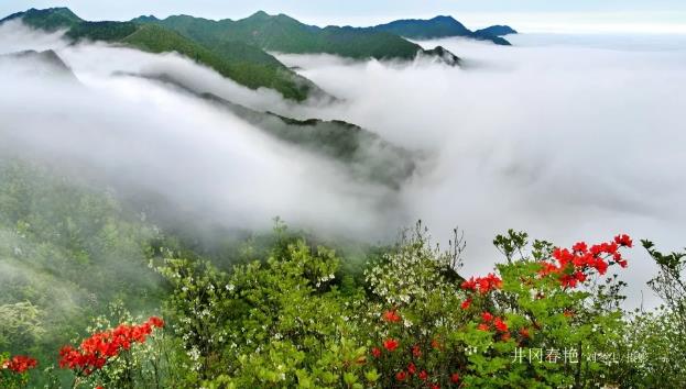 井岡山山的花景