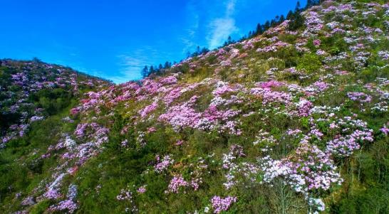 云賞杜鵑紅 井岡山第十三屆（云上）杜鵑花節開幕