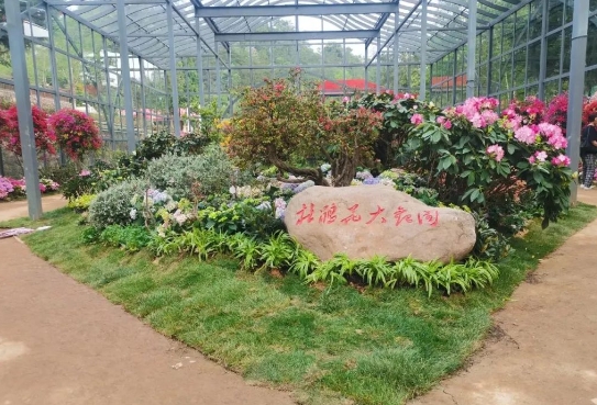 4月1日井岡山映山紅霞景區開園！萬畝杜鵑花海等你來打卡，附賞花攻略與常見問題