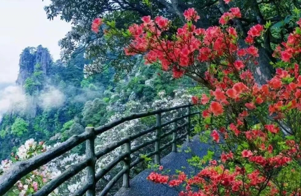 羊獅幕